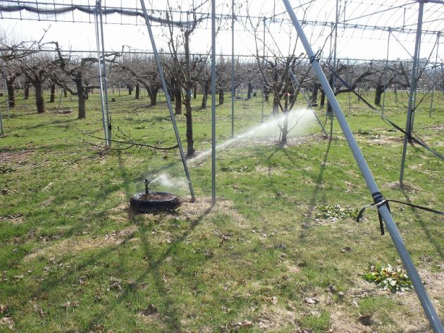果樹園への散水の様子